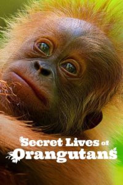 فيلم Secret Lives of Orangutans اونلاين مترجم